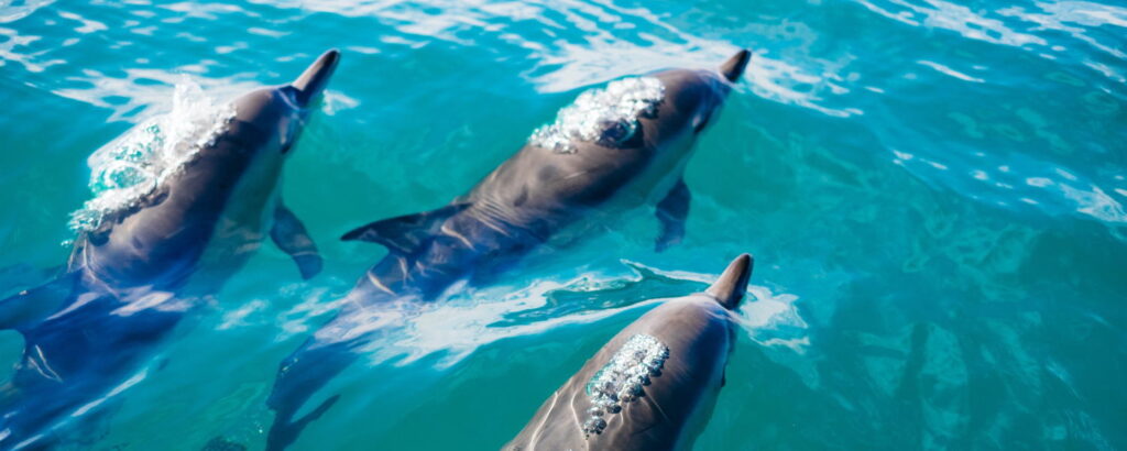 Dolphins swimming by rental yacht