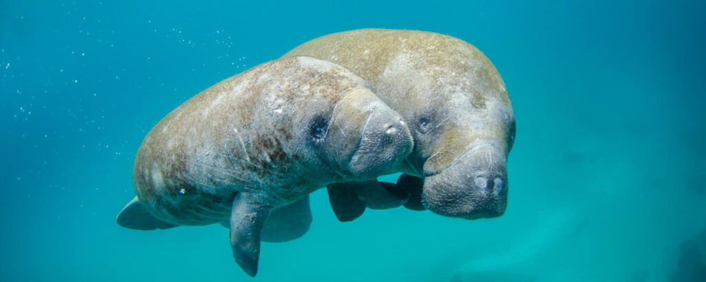 Manatees in Cape Coral